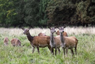 Herd of red deer