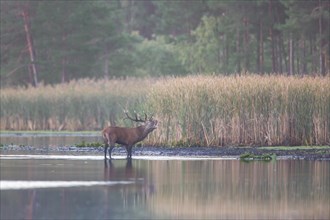 Solitary red deer stag standing in shallow water of lake