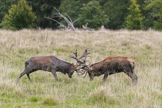 Two rutting red deer