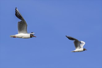Two adult black-headed gulls