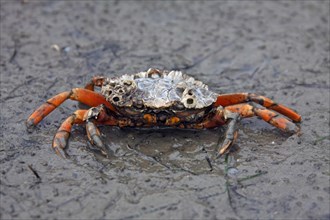 European shore crab