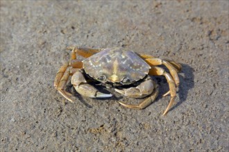 Green shore crab