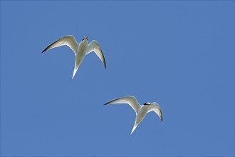 Two adult little terns