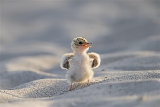 Cute little tern