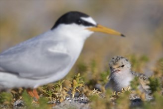 Little tern