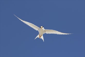 Banded little tern