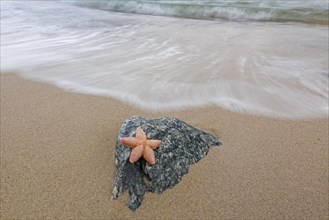 Dead common starfish