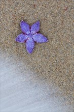 Dead purple common starfish