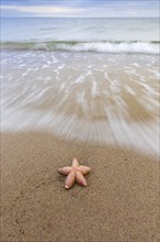 Dead common starfish