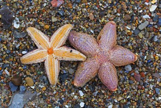 Dead common starfishes