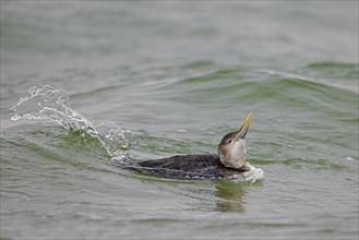 Yellow-billed loon