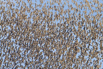 Huge flock of bar-tailed godwits