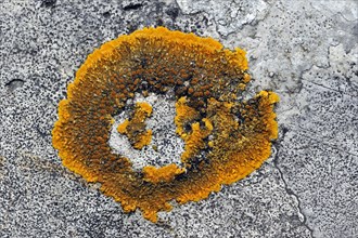 Orange lichen