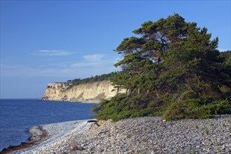 Pine tree on shingle beach and limestone cliff Högklint
