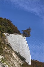 Chalk cliff and tree on the verge of dropping due to erosion in Jasmund National Park on Rugen Island on the Baltic Sea