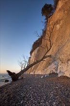 Chalk cliffs and fallen tree due to erosion in Jasmund National Park on Rugen Island on the Baltic Sea