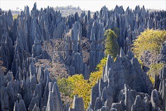 Karst limestone formation in the Tsingy de Bemaraha Strict Nature Reserve