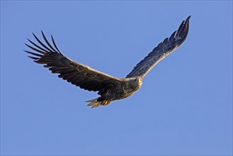 Soaring white-tailed eagle