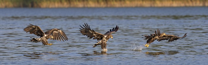 Sequence of white-tailed eagle