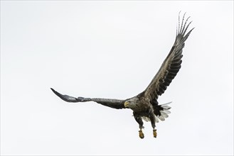 Ringed white-tailed eagle
