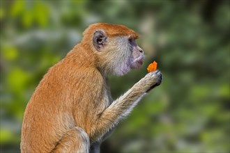 Common patas monkey