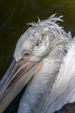Close up of Dalmatian pelican