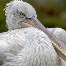 Close-up portrait of Dalmatian pelican