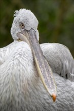 Close-up portrait of Dalmatian pelican