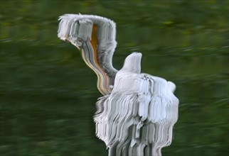 Abstract reflection of Dalmatian pelican