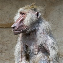 Scruffy old hamadryas baboon