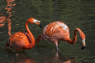 Two American flamingos