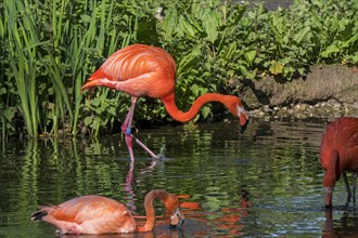 American flamingos