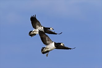 Two Barnacle Geese