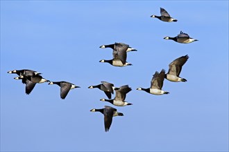 Flock of Barnacle Geese