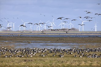 Flock of barnacle geese