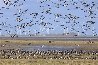 Flock of barnacle geese