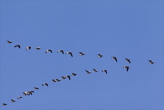 Migrating barnacle goose