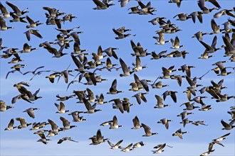 Large flock of migrating barnacle geese
