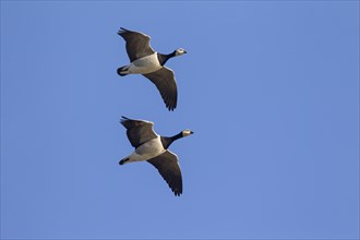 Two migrating barnacle geese