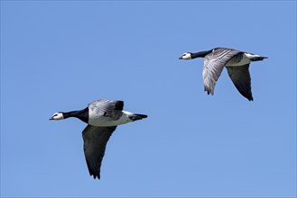 Two barnacle geese