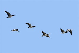 Flock of migrating barnacle geese
