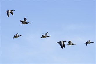 Flock of migrating barnacle geese