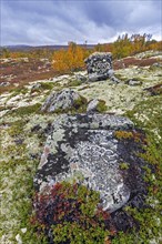Moorland with birch trees and boulder covered in lichens in the Fokstumyra Nature Reserve in autumn