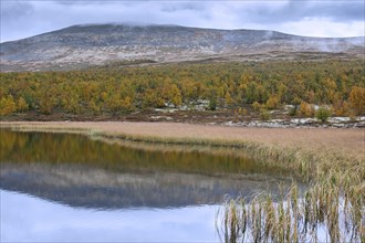 Lake and forest showing autumn colours in the Fokstumyra Nature Reserve in Dovrefjell