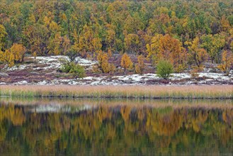 Birch trees showing autumn colours reflected in water of pond in the Fokstumyra Nature Reserve in Dovrefjell