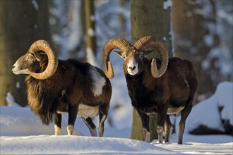Two European Mouflon