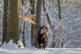 European Mouflon
