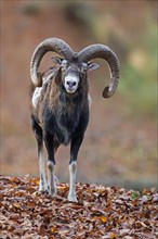 European mouflon