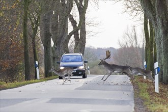 Fleeing fallow deer