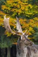 Close up portrait of fallow deer